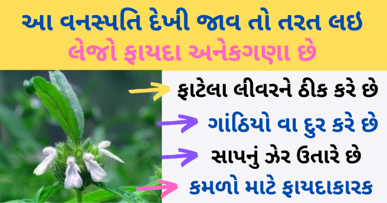 આ વનસ્પતિ દેખી જાવ તો તરત લઇ લેજો ફાયદા અનેકગણા છે