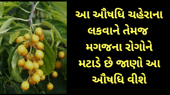 આ ઔષધિ ચહેરાના લકવાને તેમજ  મગજના રોગોને મટાડે છે જાણો આ ઔષધિ વીશે