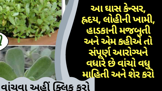 આ ઘાસ કેન્સર, હ્રદય, લોહીની ખામી, હાડકાની મજબુતી અને એમ કહીએ તો સંપૂર્ણ આરોગ્યને વધારે છે વાંચો વધુ માહિતી અને શેર કરો