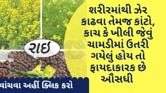 શરીરમાંથી ઝેર કાઢવા તેમજ કાંટો, કાચ કે ખીલી જેવું ચામડીમાં ઉતરી ગયેલું હોય તો ફાયદાકારક છે આૈસધી