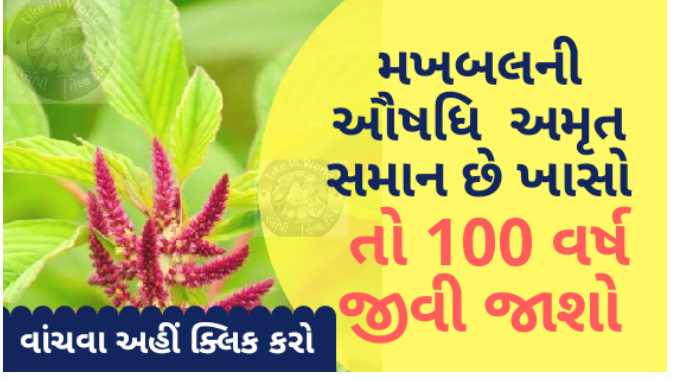 મખબલની ઔષધિ  અમૃત સમાન છે ખાસો તો 100 વર્ષ જીવી જાશો