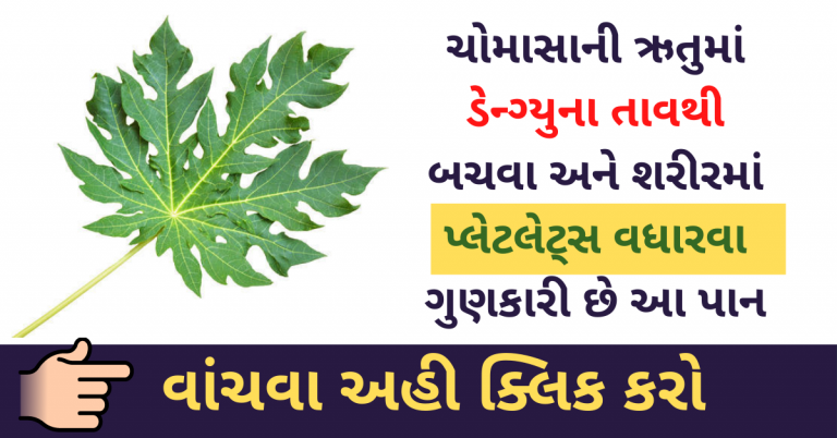 ડેન્ગ્યુના તાવથી બચવા અને શરીરમાં પ્લેટલેટ્સ વધારવા ગુણકારી છે આ પાન