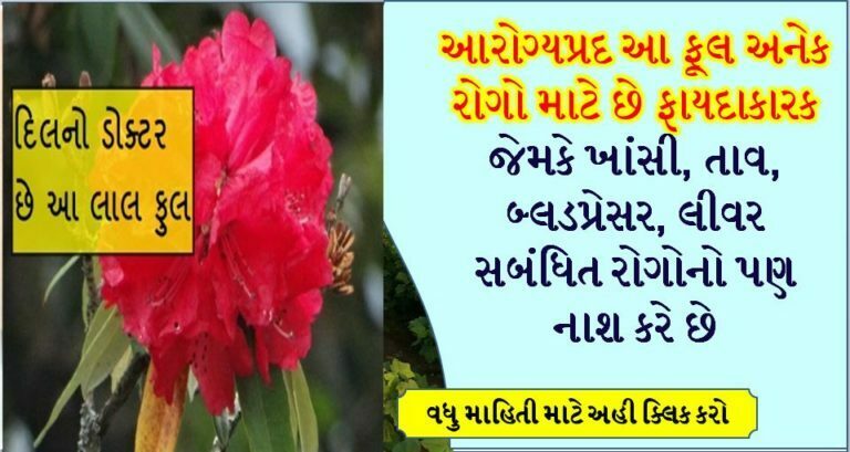 આરોગ્યપ્રદ આ ફૂલ અનેલ રોગો માટે છે ફાયદાકારક જેમકે ખાંસી, તાવ, બ્લડપ્રેસર