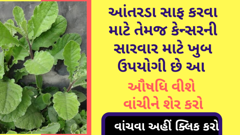 અાંતરડા સાફ કરવા માટે તેમજ કેન્સરની સારવાર માટે ખુબ ઉપયોગી છે આ ઔષધિ વીશે વાંચીને શેર કરો