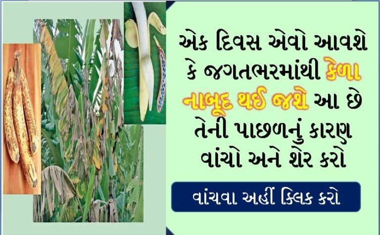 એક દિવસ એવો આવશે કે જગતભરમાંથી કેળા નાબૂદ થઈ જશે આ છે તેની પાછળનું કારણ વાંચો અને શેર કરોX