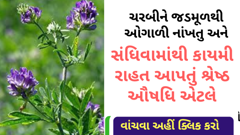 ચરબીને જડમૂળથી ઓગાળી નાંખતુ અને સંધિવામાંથી કાયમી રાહત આપતું શ્રેષ્‍ઠ ઔષધિ એટલે……