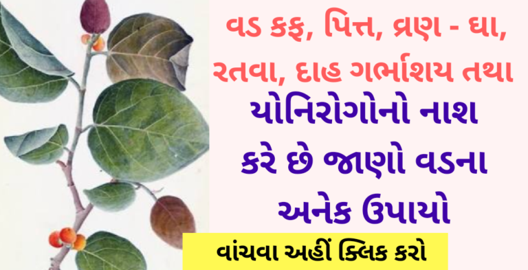 વડ કફ, પિત્ત, વ્રણ – ઘા, રતવા, દાહ ગર્ભાશય તથા યોનિરોગોનો નાશ કરે છે જાણો વડના અનેક ઉપાયો