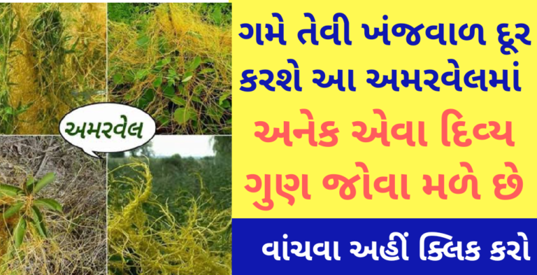 ગમે તેવી ખંજવાળ દૂર કરશે આ અમરવેલમાં અનેક એવા દિવ્ય ગુણ જોવા મળે છે