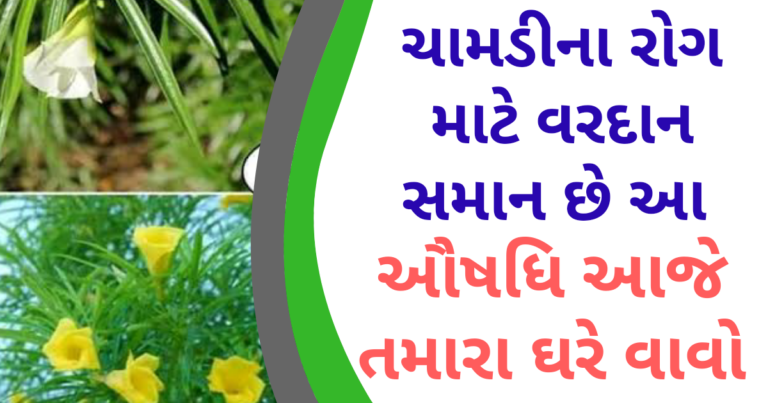 ચામડીના રોગ માટે વરદાન સમાન છે આ ઔષધિ આજે તમારા ઘરે વાવો