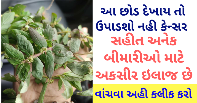 આ છોડ દેખાય તો ઉપાડશો નહી કેન્સર સહીત અનેક બીમારીઓ માટે અકસીર ઇલાજ છે