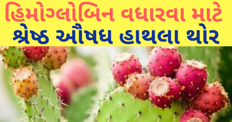 હિમોગ્લોબિન વધારવા માટે શ્રેષ્ઠ ઔષધ એટલે હાથલા થોર