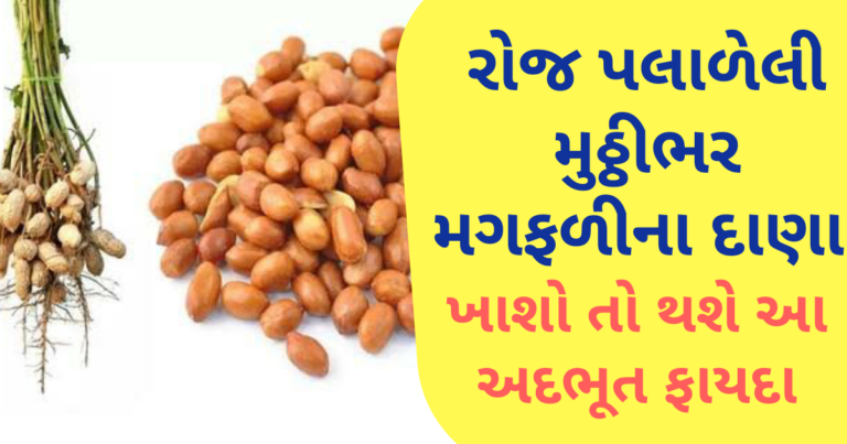 રોજ પલાળેલી મુઠ્ઠીભર મગફળીના દાણા ખાશો તો થશે આ અદભૂત ફાયદા