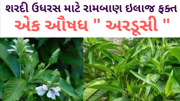 શરદી ઉધરસ માટે રામબાણ ઇલાજ એટલે ફક્ત એક ઔષધ અરડૂસી