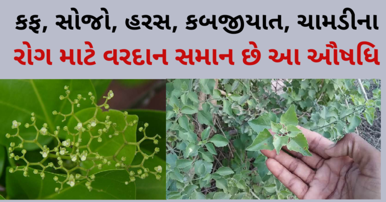 કફ, સોજો, હરસ, કબજીયાત, ચામડીના રોગ માટે વરદાન સમાન છે આ ઔષધિ