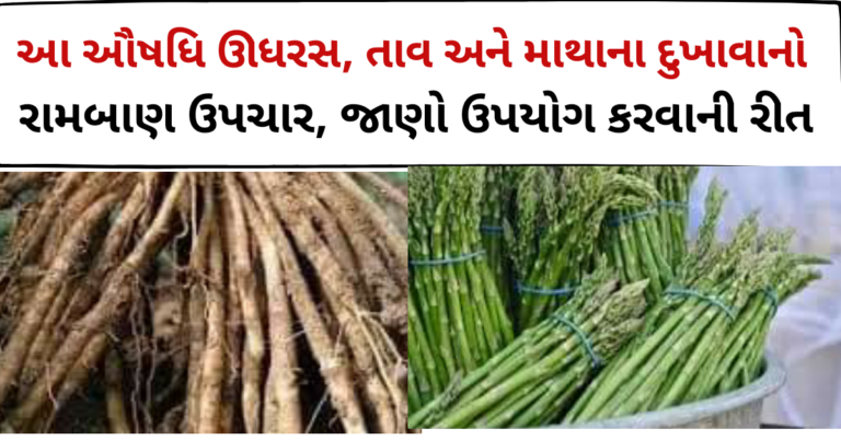 શતાવરી ઔષધિ ઊધરસ, તાવ અને માથાના દુખાવાનો રામબાણ ઉપચાર, જાણો ઉપયોગ કરવાની રીત