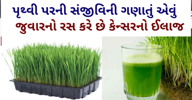 પૃથ્વી પરની સંજીવિની ગણાતું એવું જુવારનો રસ કરે છે કેન્સરનો ઈલાજ