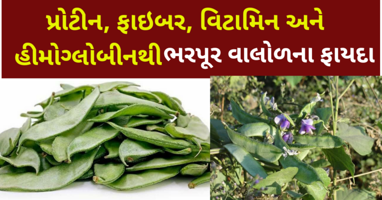 પ્રોટીન, ફાઇબર, વિટામિન અને હીમોગ્લોબીનથી  ભરપૂર વાલોળના ફાયદા