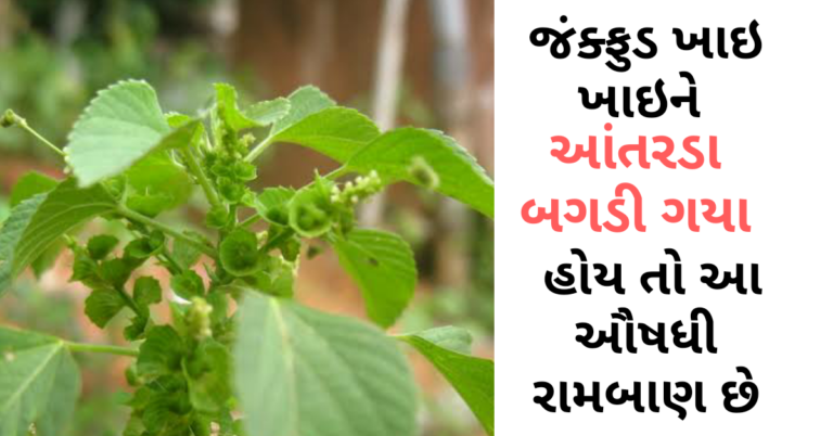 જંક્ફુડ ખાઇ ખાઇને આંતરડા બગડી ગયા હોય તો આ ઔષધી રામબાણ છે