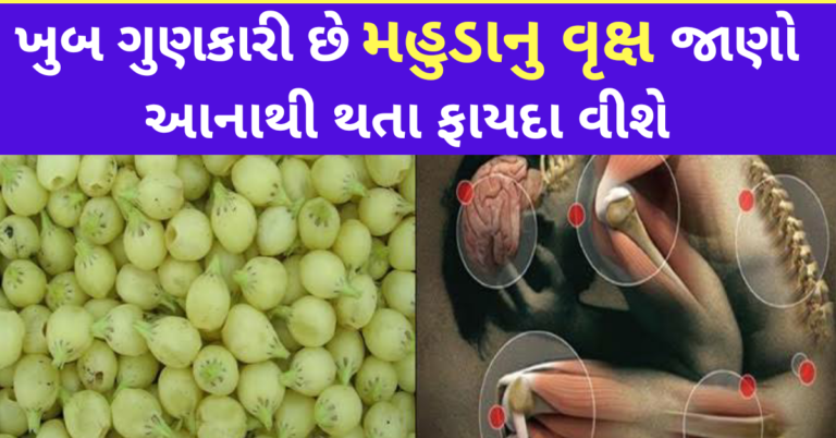 ખુબ ગુણકારી છે મહુડાનુ વૃક્ષ જાણો આનાથી થતા ફાયદા વીશે