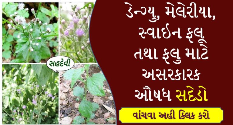 ડેન્ગ્યુ, મેલેરીયા, સ્વાઇન ફલૂ તથા ફલુ માટે અસરકારક ઔષધ સદેડો