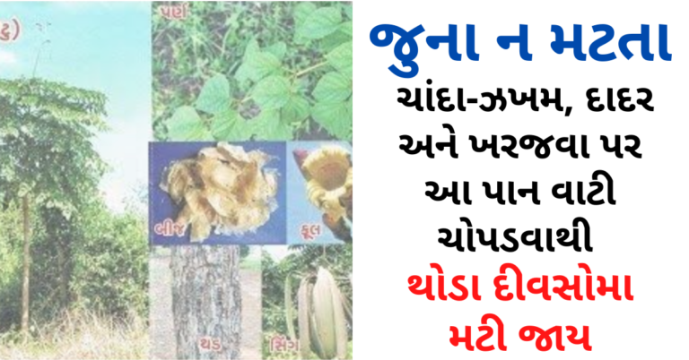 જુના ન મટતા ચાંદા-ઝખમ, દાદર અને ખરજવા પર આ પાન વાટી ચોપડવાથી થોડા દીવસોમાાં મટી જાય
