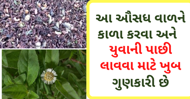 આ ઔસધ વાળને કાળા કરવા અને યુવાની પાછી લાવવા માટે ખુબ ગુણકારી છે