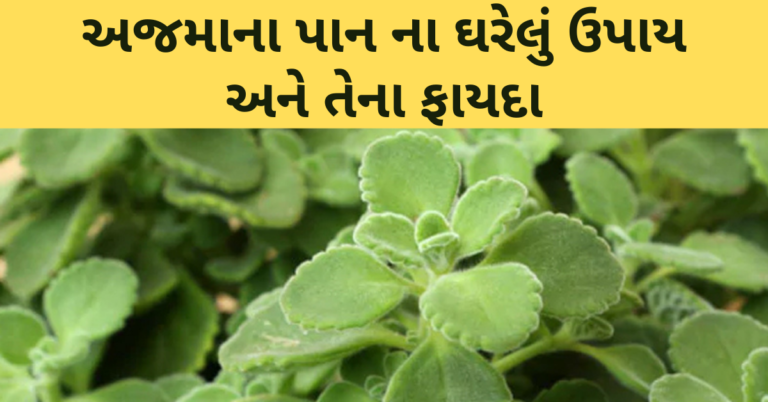 સંધીવાનો દુખાવો, શરદી ઉધરસ અને ડીહાઇડ્રેશન માટે રામબાણ ઇલાજ