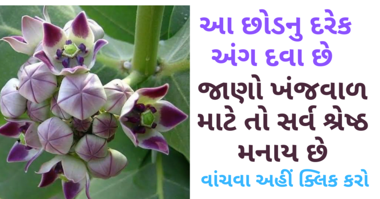 આ છોડનુ દરેક અંગ દવા છે જાણો ખંજવાળ માટે તો સર્વ શ્રેષ્ઠ મનાય છે