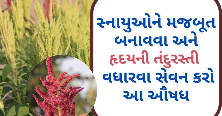 સ્નાયુઓને મજબૂત બનાવવા અને હૃદયની તંદુરસ્તી વધારવા અઠવાડિયે એક વાર સેવન કરો આ ઔષધ