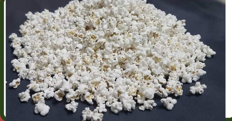 જુવારના સ્વાસ્થ્યવર્ધક ગુણો આજના દિવસે અચુક વાચજો અને શેર કરજો