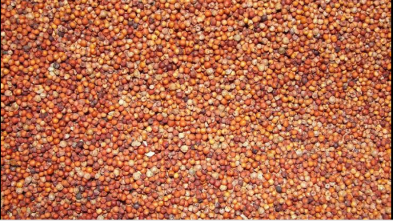 ઘઉં કરતાં 100 ગણી મૂલ્યવાન છે રાગી અેકવાર અચુક વાંચો અને શેર કરો