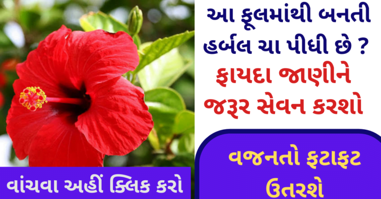 આ ફૂલમાંથી બનતી હર્બલ ચા પીધી છે ? ફાયદા જાણીને જરૂર સેવન કરશો