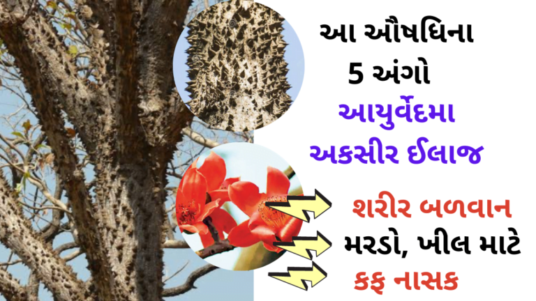 ચેહરાની સુંદરતા વધારવા આ ઔષધી કાંટાનુ ચૂર્ણ અકસીર ઇલાજ