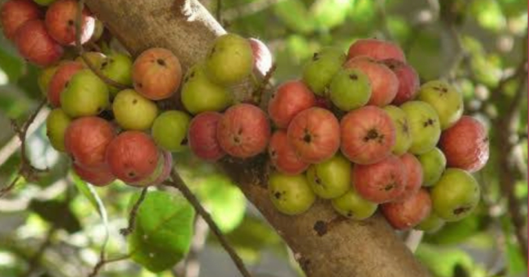 પેશાબમાં રસી, ડાયાબિટીસ, મોંમા  ચાંદા મટાડવા માટે માત્ર એક ઔસધ