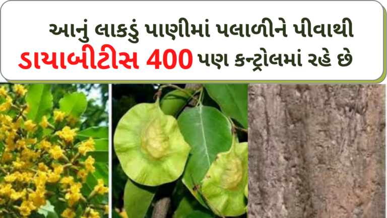 આનું લાકડું પાણીમાં પલાળીને પીવાથી ડાયાબીટીસ 400 હોય તો પણ કન્ટ્રોલમાં રહે છે