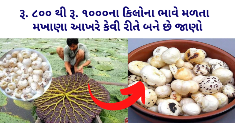 રૂ. ૮૦૦ થી રૂ. ૧૦૦૦ના કિલોના ભાવે મળતા  મખાણા આખરે કેવી રીતે બને છે