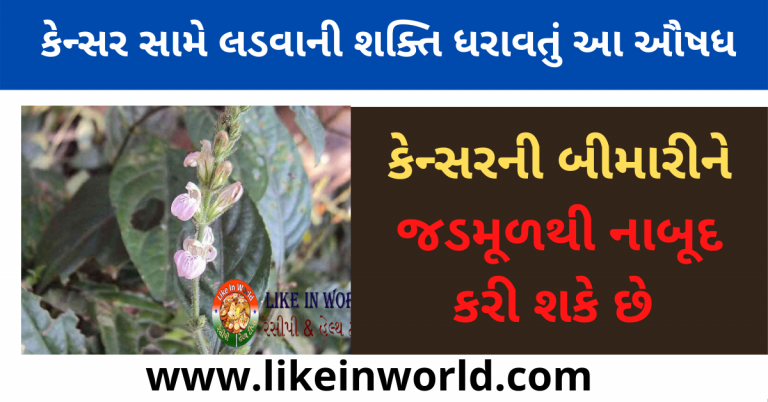 કેન્સર સામે લડવાની શક્તિ ધરાવતું આ ઔષધ  કેન્સરની બીમારીને જડમૂળથી નાબૂદ કરી શકે છે