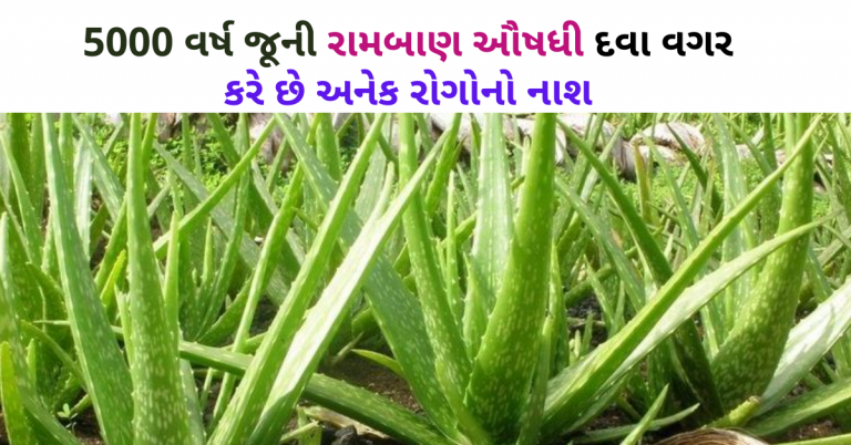 5000 વર્ષ જૂની રામબાણ ઔષધી દવા વગર કરે છે અનેક રોગોનો નાશ