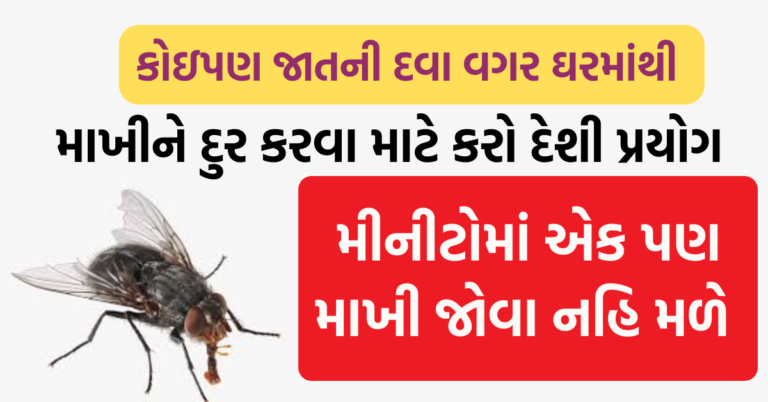 માખીઓ આવતી અટકાવવા માટે ફક્ત આટલું કરો એક પણ માખી જોવા નહિ મળે