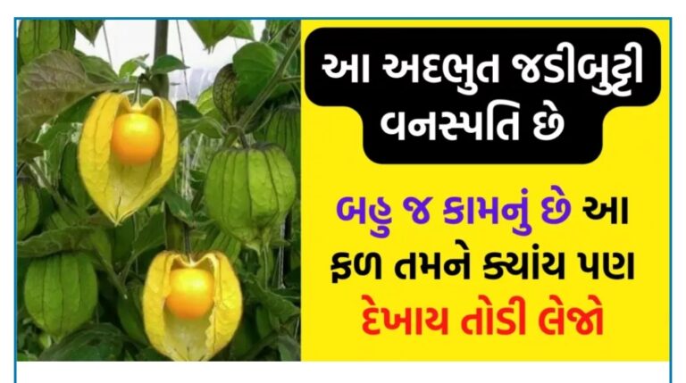 આ અદભુત જડીબુટ્ટી વનસ્પતિ છે આ ફળ તમને ક્યાંય પણ દેખાય તોડી લેજો, બહુ જ કામનું છે.